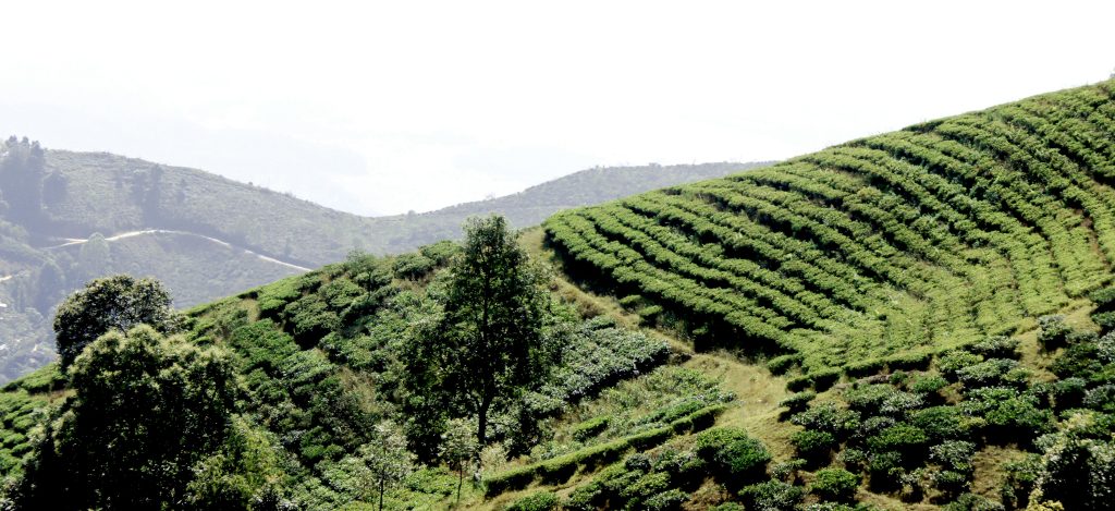 darjeeling-garden